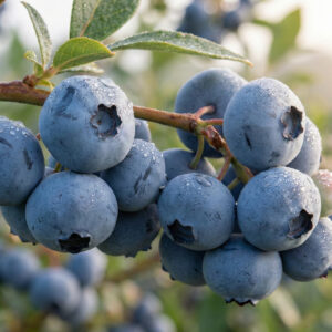 Borówka-amerykańska-Bluegold-2