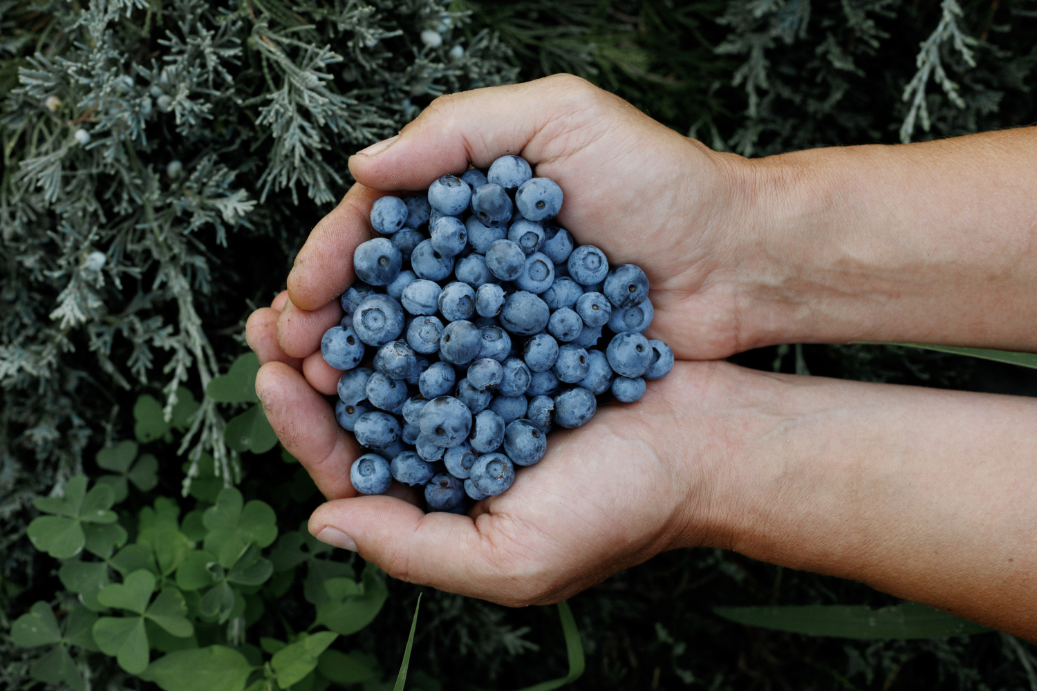 Borówka amerykańska Bluegold - obrazek 3