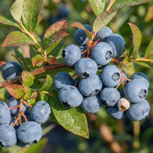 Borówka amerykańska Bluegold