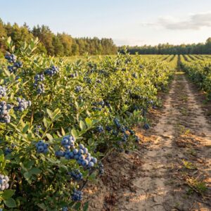 Borówka-amerykańska-Brigitta-2
