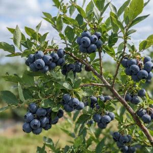 Borówka-amerykańska-Darrow-2