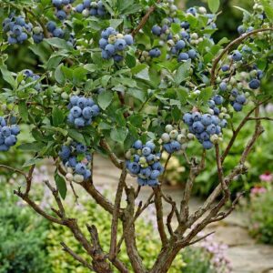 Borówka-amerykańska-Elizabeth-2