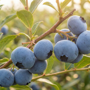 Borówka amerykańska Elizabeth