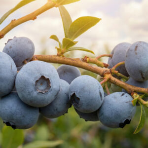 Borówka amerykańska Nelson