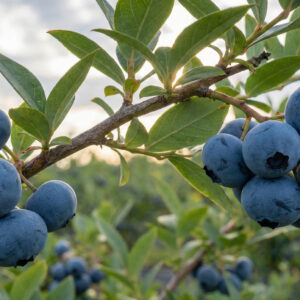 Borówka amerykańska Spartan