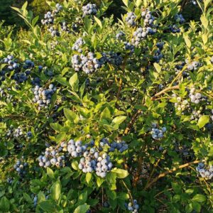 Borówka amerykańska Toro 2