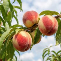 Brzoskwinia Flamin Furry