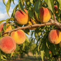 Brzoskwinia Suncrest