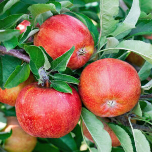 Jabłoń Braeburn