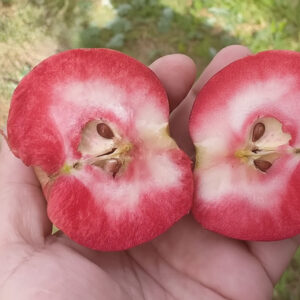 Jabłoń-Czerwonomiąższowa