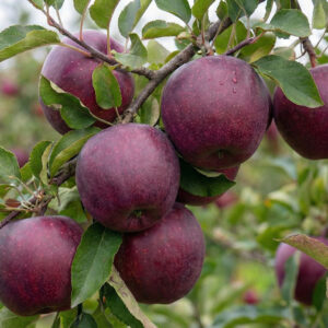 Jabłoń Czerwonomiąższowa