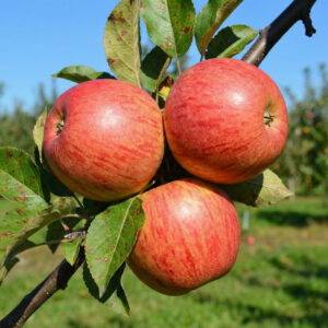 Jabłoń Gala