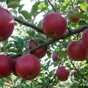 Jabłoń Jonagored Supra