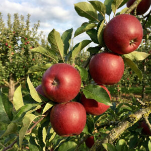 Jabłoń Prince