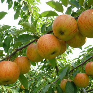 Jabłoń Topaz