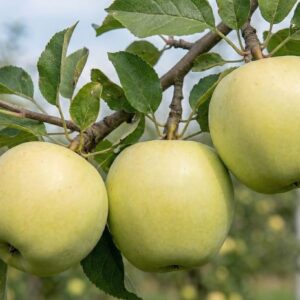 Jabłoń-papierówka-Oliwka-Żółta