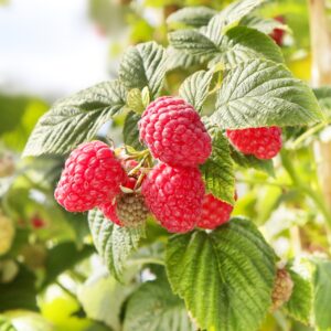Raspberry bush close-up. Branch of red, ripe raspberries in the garden.