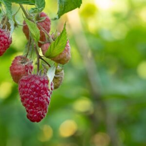 Red ripe and unripe raspberries on the bush. Close-up, selective focus.