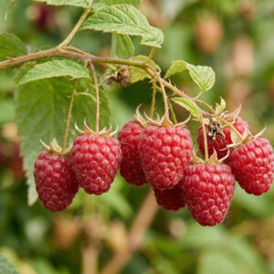 Malina Powtarzająca Premium