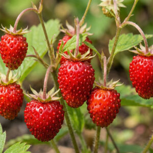 Poziomka Aleksandria