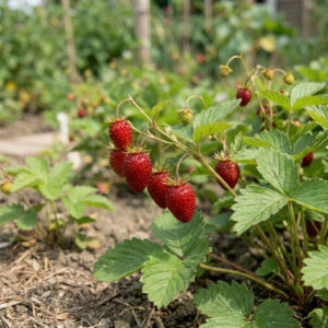 Poziomka-Baron-von-Solemacher-2