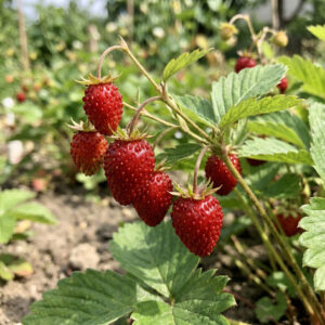 Poziomka Baron von Solemacher