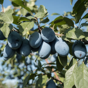 Śliwa Cacanska Lepotica