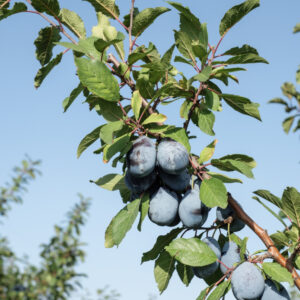 Śliwa Cacanska Lepotica 2