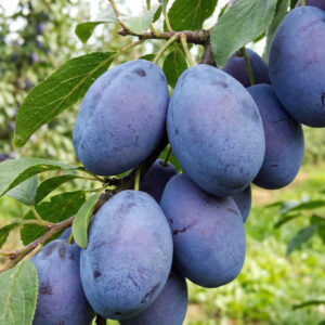 Śliwa Cacanska Najbolja