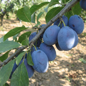 Śliwa-Cacanska-Najbolja-4