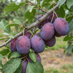 Śliwa Cacańska Rana