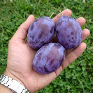 Śliwa Cacańska Rana