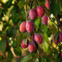 Śliwa Królowa Wiktoria