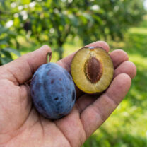 Śliwa-Węgierka-Wczesna