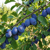 Śliwa Węgierka Wczesna