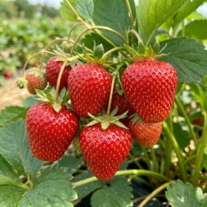 Truskawka Kent