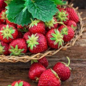wicker basket with ripe strawberries on garden table.Selective focus