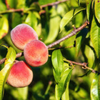 Brzoskwinia Rakoniewiecka