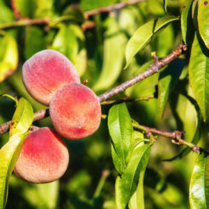 Brzoskwinia Rakoniewiecka