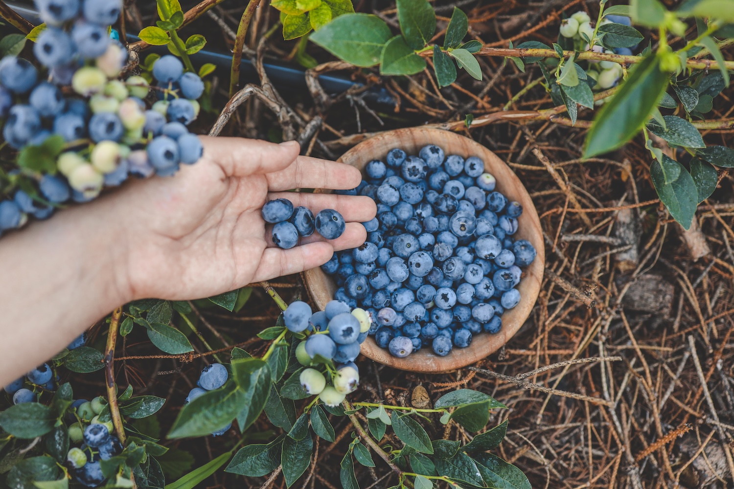 Borówka amerykańska w ogrodzie – kompleksowy poradnik uprawy, wymagania i zestawienie najlepszych odmian Borówka amerykańska w ogrodzie – kompleksowy poradnik uprawy, wymagania i zestawienie najlepszych odmian