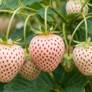 Truskawka Biała Ananasowa