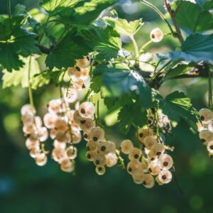 Beautiful clusters of white currants in the sun. harvest, garden, agriculture