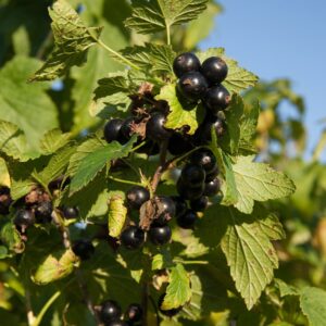 Black currant in summer garden against blue sky